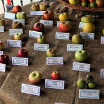 Immagine di Basilicofresco; licenza CC-by-SA *